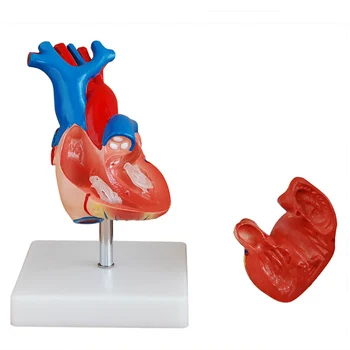 Анатомическая модель сердца человека в натуральную величину для обучения студентов