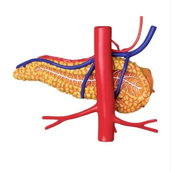 Мини-модель сборки человеческого желудка, собранная модель анатомии человека, подарок для детей