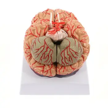 Модель человеческого мозга, анатомически точная модель мозга, 8 частей анатомии человеческого мозга для показа в классе естественных наук