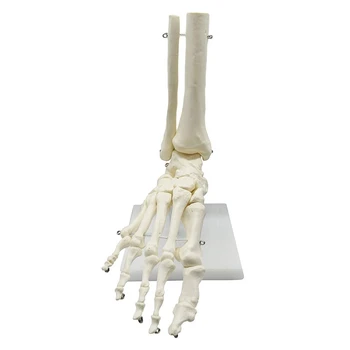 1: 1 Анатомическая Модель Стопы человеческого Скелета, Стопа и Лодыжка С Анатомической моделью Голени, Учебные ресурсы по Анатомии