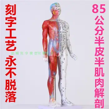 модель обучения акупунктуре и прижиганию акупунктурных точек человека 85 см, модель анатомии полукожных и полумышечных меридианов